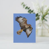 Carte Postale Buzzard 2 (Debout devant)