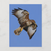 Carte Postale Buzzard 2 (Devant)