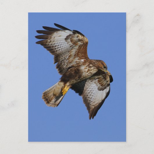 Carte Postale Buzzard 2 (Devant)