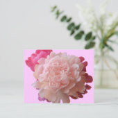 Carte postale BV-Peony rose (Debout devant)