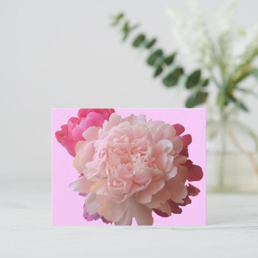 Carte postale BV-Peony rose (Debout devant)
