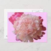 Carte postale BV-Peony rose (Devant / Derrière)