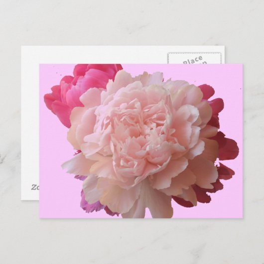 Carte postale BV-Peony rose (Devant / Derrière)