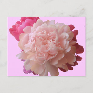 Carte postale BV-Peony rose