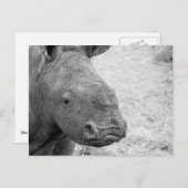 Carte postale BW Baby Rhino (Devant / Derrière)
