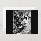 Carte Postale BW Tiger (Devant / Derrière)