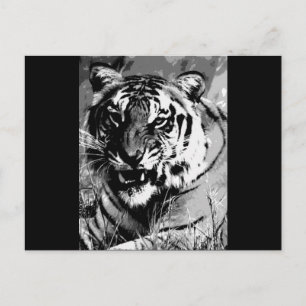 Carte Postale BW Tiger
