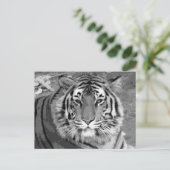 Carte Postale BW Tiger (Debout devant)