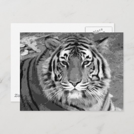 Carte Postale BW Tiger (Devant / Derrière)