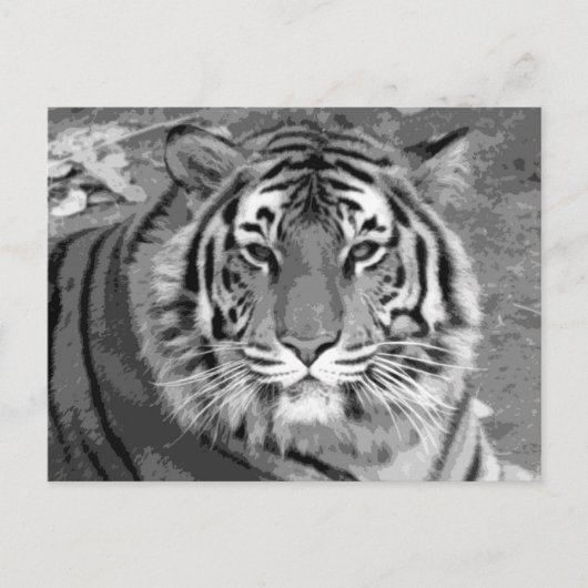 Carte Postale BW Tiger (Devant)