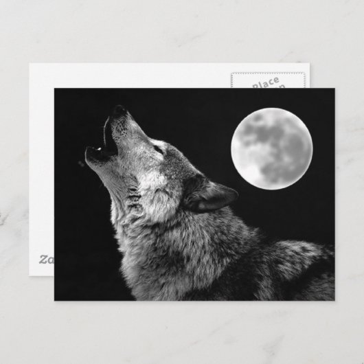 Carte Postale BW Wolf Howling at Moon (Devant / Derrière)
