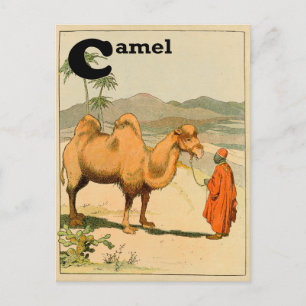 Carte Postale C est pour le chameau - Alphabet Animal
