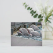 CARTE POSTALE CA81WX4Z (Debout devant)