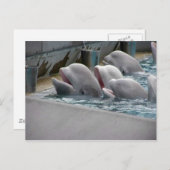 CARTE POSTALE CA81WX4Z (Devant / Derrière)