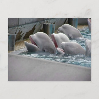 CARTE POSTALE CA81WX4Z