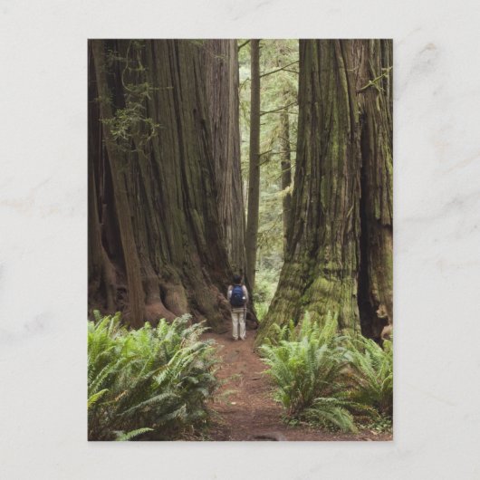 Carte Postale CA, Jedediah Smith Redwoods State Park, (Devant)