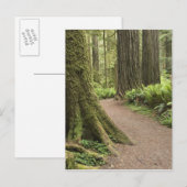 Carte Postale CA, Jedediah Smith State Park, Simpson-Reed (Devant / Derrière)