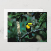 Carte Postale CA, Panama, Soberania NP, Tucan à prix Keel dans (Devant / Derrière)