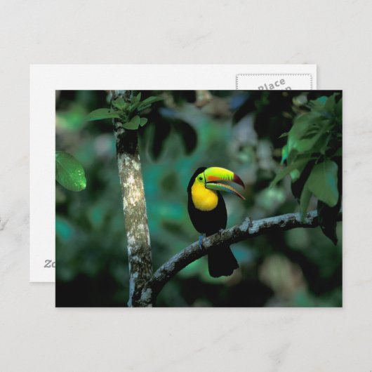 Carte Postale CA, Panama, Soberania NP, Tucan à prix Keel dans (Devant / Derrière)