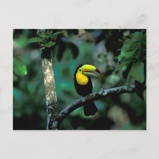 Carte Postale CA, Panama, Soberania NP, Tucan à prix Keel dans (Devant)