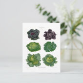 Carte Postale Cabages (Debout devant)