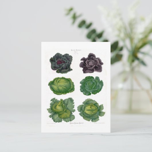 Carte Postale Cabages (Debout devant)