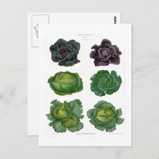 Carte Postale Cabages (Devant / Derrière)