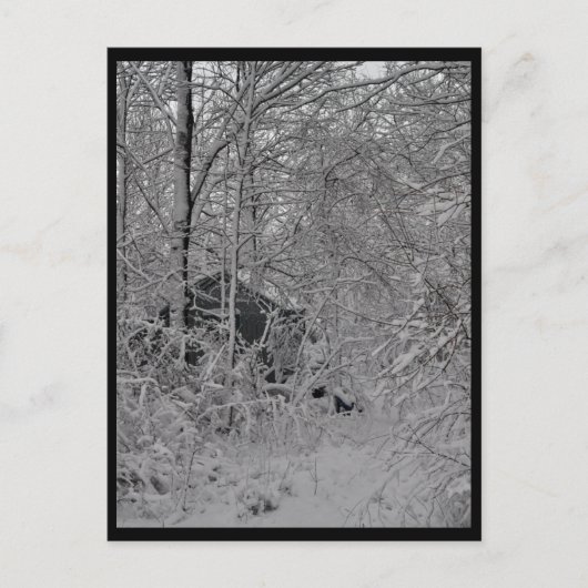 Carte Postale Cabine dans les bois (Devant)