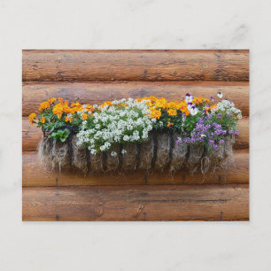 Carte Postale Cabine du journal du Planteur de fleurs