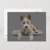 Carte Postale Câble portugais Podengo Pequeno (Devant / Derrière)