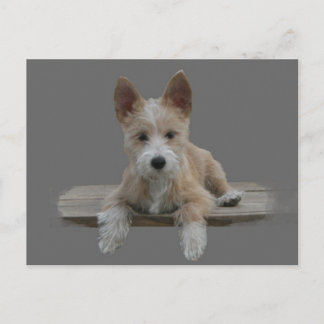 Carte Postale Câble portugais Podengo Pequeno