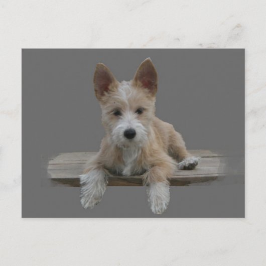 Carte Postale Câble portugais Podengo Pequeno (Devant)