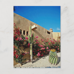 Carte Postale Cabo San Lucas, Baja, fleurs du Mexique