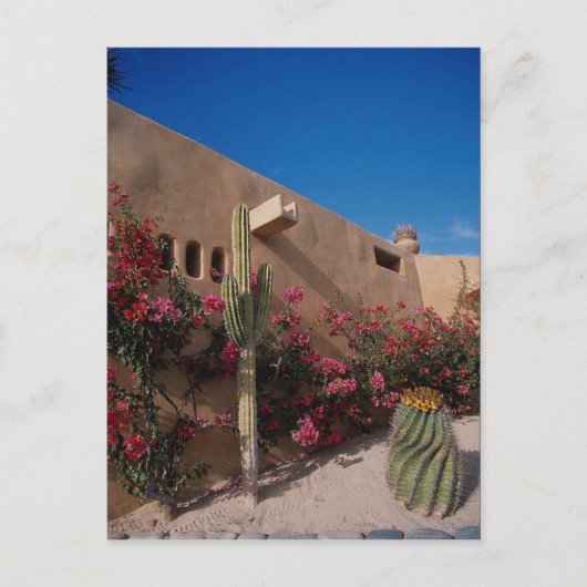 Carte Postale Cabo San Lucas, Baja, Mexique (Devant)