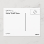 Carte Postale Caboose rouge. Ellicott City, MD (Dos)