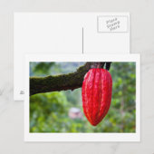 Carte Postale cabosse rouge (Devant / Derrière)