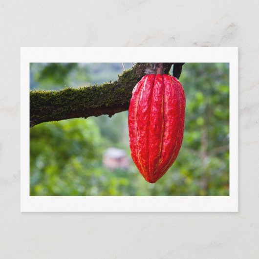 Carte Postale cabosse rouge (Devant)