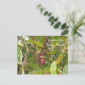 Carte Postale Cacaoyer (Debout devant)