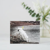 Carte Postale Cacatoès soufré (Debout devant)