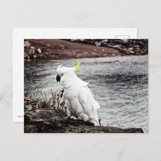 Carte Postale Cacatoès soufré (Devant / Derrière)