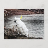 Carte Postale Cacatoès soufré (Devant)