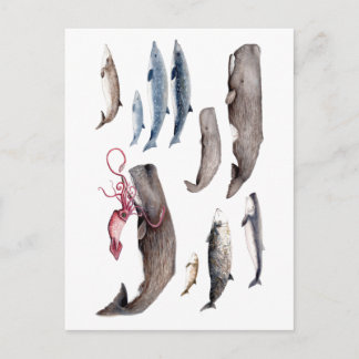 Carte Postale Cachalote y zifios : Ballenas de las profundidades