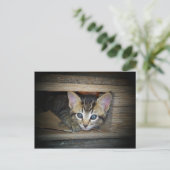 Carte Postale Cachet et recherche de chaton (Debout devant)