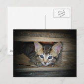 Carte Postale Cachet et recherche de chaton (Devant / Derrière)