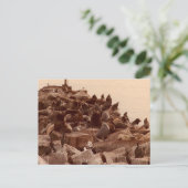 Carte Postale cacophanie de mer (Debout devant)