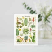 Carte Postale Cacti Succulents Botanical Illustration Postcard (Debout devant)