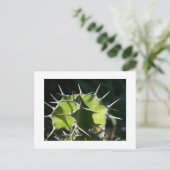 Carte Postale Cactus (Debout devant)