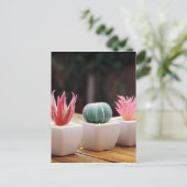 Carte Postale Cactus (Debout devant)