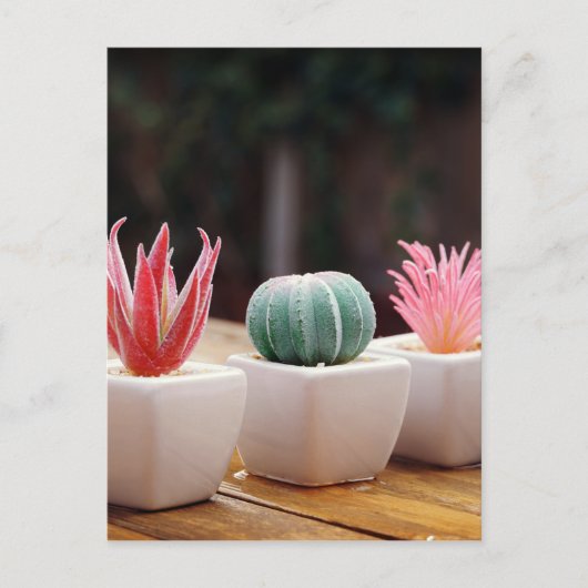 Carte Postale Cactus (Devant)