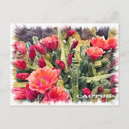 Carte Postale Cactus (Devant)